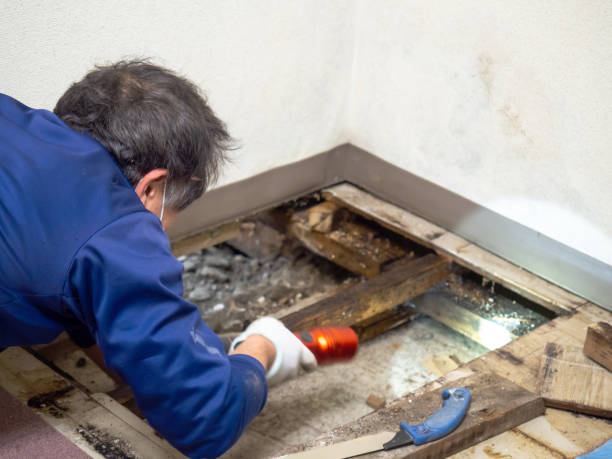 Best DIY Mold Remediation Support Services in Minden, NV