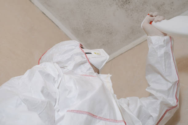 Best Emergency Mold Remediation in Minden, NV