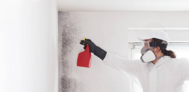 Reliable Minden, NV Mold Remediation Solutions