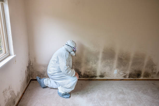 Best Post-Flood Mold Remediation in Minden, NV